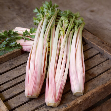 Peppermint Stick, Celery Seeds - Packet image number null